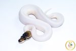 6743 1.0 CINNAMON PIEBALD