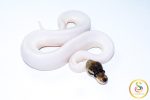 6743 1.0 CINNAMON PIEBALD - Image 2
