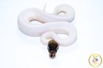 6743 1.0 CINNAMON PIEBALD - Image 3
