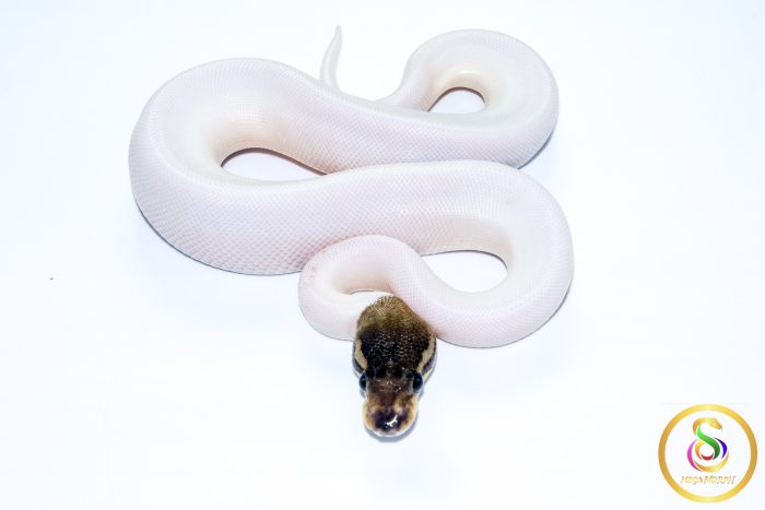 6743-3 6743 1.0 CINNAMON PIEBALD - Image 3