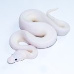 6744 1.0 PINTO PIEBALD POSS LEOPARD CINNAMON