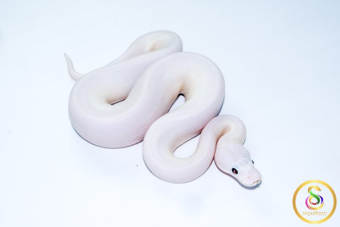 6744 1.0 PINTO PIEBALD POSS LEOPARD CINNAMON - Image 2