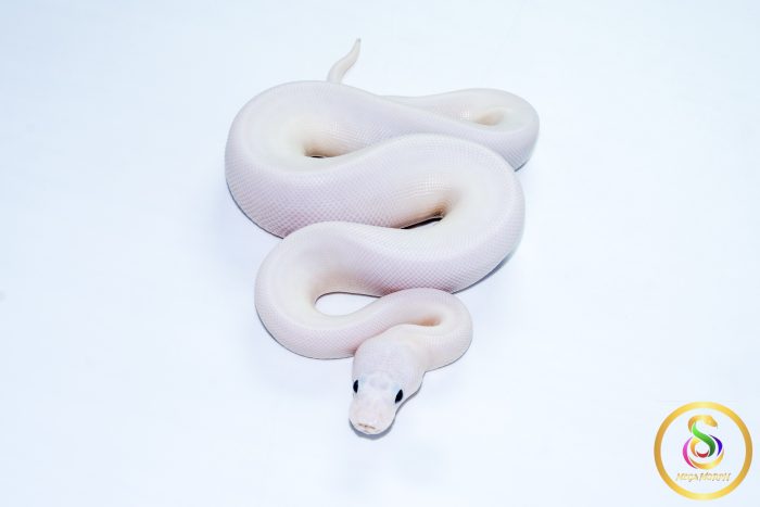 6744 1.0 PINTO PIEBALD POSS LEOPARD CINNAMON - Image 3