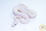 6745 1.0 PINTO PIEBALD POSS CINNAMON LEOPARD