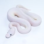 6745 1.0 PINTO PIEBALD POSS CINNAMON LEOPARD