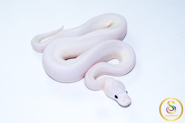 6745 1.0 PINTO PIEBALD POSS CINNAMON LEOPARD - Image 2