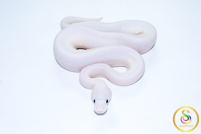 6745 1.0 PINTO PIEBALD POSS CINNAMON LEOPARD - Image 3