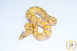 6746 0.1 BANANA ENCHI PASTEL GRAVEL