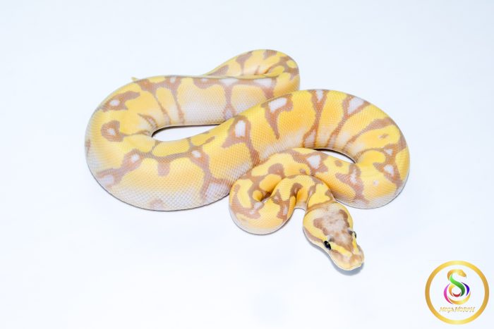 6746 0.1 BANANA ENCHI PASTEL GRAVEL - Image 2