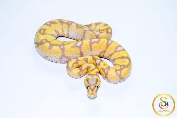 6746 0.1 BANANA ENCHI PASTEL GRAVEL - Image 3