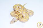 6747 1.0 BANANA PASTEL GRAVEL POSS ORANGE DREAM (FMK)