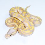 6747 1.0 BANANA PASTEL GRAVEL POSS ORANGE DREAM (FMK)