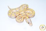 6747 1.0 BANANA PASTEL GRAVEL POSS ORANGE DREAM (FMK) - Image 2