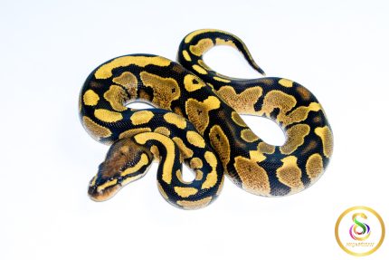 6748 0.1 GRAVEL/YELLOW BELLY