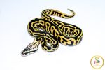 6751 1.0 PASTEL LEOPARD SN YELLOW BELLY HET CLOWN