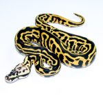 6751 1.0 PASTEL LEOPARD SN YELLOW BELLY HET CLOWN