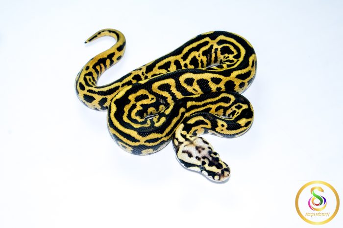 6751 1.0 PASTEL LEOPARD SN YELLOW BELLY HET CLOWN - Image 2