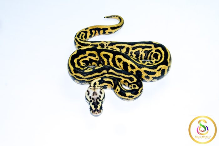 6751 1.0 PASTEL LEOPARD SN YELLOW BELLY HET CLOWN - Image 3