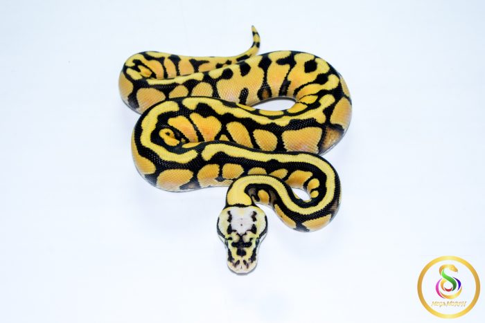 6752 0.1 PASTEL ENCHI SN YELLOW BELLY HET CLOWN - Image 2