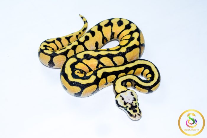 6752 0.1 PASTEL ENCHI SN YELLOW BELLY HET CLOWN - Image 3
