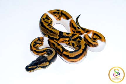 6753 1.0 LEOPARD PIEBALD