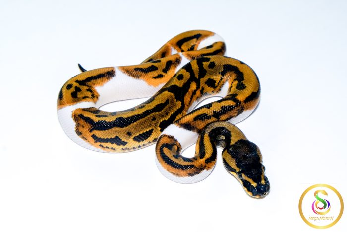 6753 1.0 LEOPARD PIEBALD - Image 2