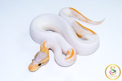6754 1.0 BANANA LEOPARD PIEBALD (FMK)