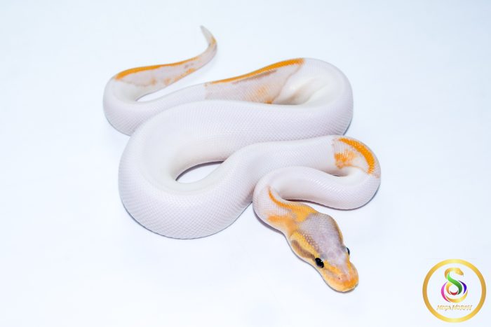 6754 1.0 BANANA LEOPARD PIEBALD (FMK) - Image 2