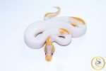 6754 1.0 BANANA LEOPARD PIEBALD (FMK) - Image 3