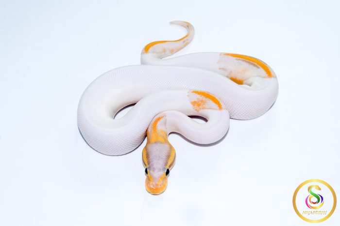 6754 1.0 BANANA LEOPARD PIEBALD (FMK) - Image 3