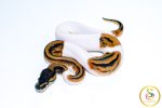 6755 0.1 LEOPARD PIEBALD