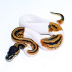 6755 0.1 LEOPARD PIEBALD