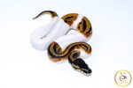 6755 0.1 LEOPARD PIEBALD - Image 2