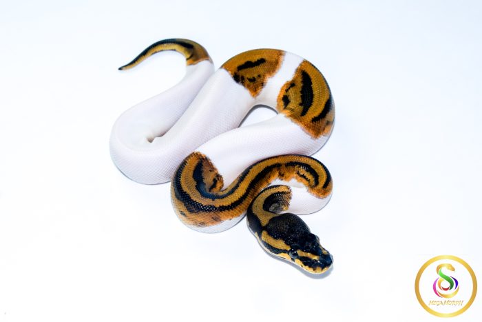 6755-2 6755 0.1 LEOPARD PIEBALD - Image 2