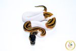 6755 0.1 LEOPARD PIEBALD - Image 3