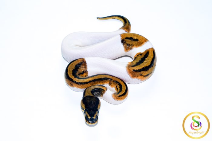 6755-3 6755 0.1 LEOPARD PIEBALD - Image 3