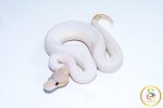 6756 1.0 BANANA CINNAMON PIEBALD (FMK)