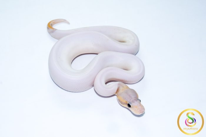 6756 1.0 BANANA CINNAMON PIEBALD (FMK) - Image 2