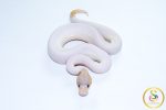 6756 1.0 BANANA CINNAMON PIEBALD (FMK) - Image 3