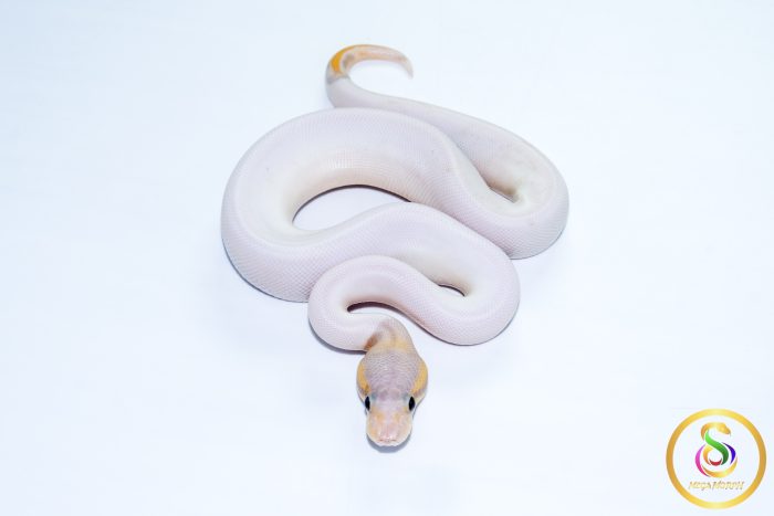 6756 1.0 BANANA CINNAMON PIEBALD (FMK) - Image 3