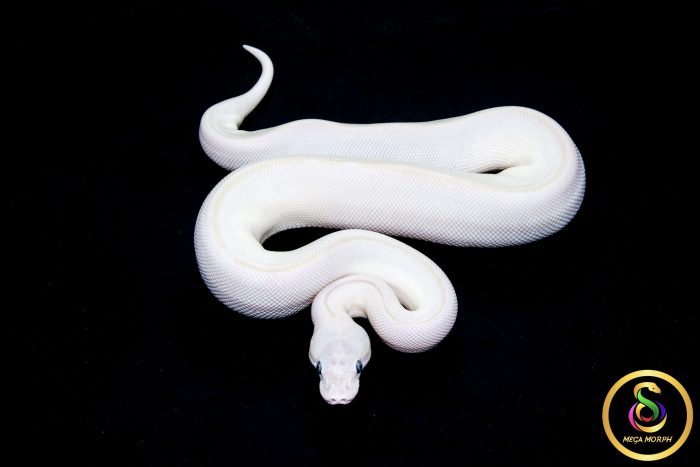 6757 0.1 BEL - Image 3