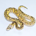 6758 0.1 SUPER PASTEL CLOWN