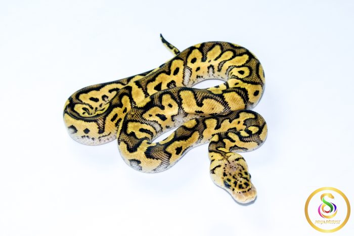 6759 0.1 PASTEL CLOWN - Image 2