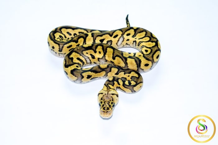 6759 0.1 PASTEL CLOWN - Image 3