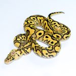 6760 0.1 PASTEL YELLOW BELLY CLOWN