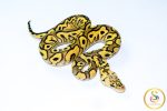6760 0.1 PASTEL YELLOW BELLY CLOWN - Image 2