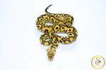 6760 0.1 PASTEL YELLOW BELLY CLOWN - Image 3