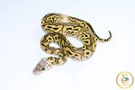 6761 1.0 PASTEL YELLOW BELLY CLOWN
