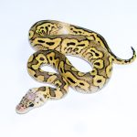 6761 1.0 PASTEL YELLOW BELLY CLOWN