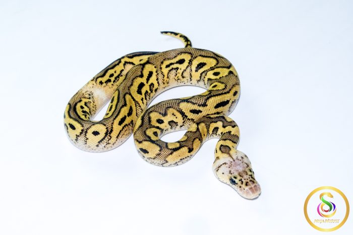 6761 1.0 PASTEL YELLOW BELLY CLOWN - Image 2